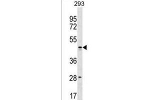FB Antibody (C-term) (ABIN1537200 and ABIN2849929) western blot analysis in 293 cell line lysates (35 μg/lane). (FAM155B antibody  (C-Term))