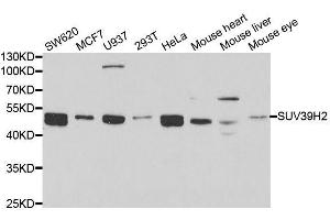 Western blot analysis of extracts of various cell lines, using SUV39H2 antibody. (SUV39H2 antibody  (AA 141-350))