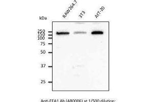 Immunostaining of Hepa1-6 cells With EEAI antibody at 1/50 dilution. (EEA1 antibody  (C-Term))