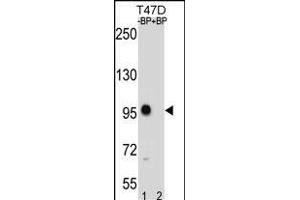 CTNNB1 Antibody (C-term) (ABIN1881237 and ABIN2838646) western blot analysis in T47D cell line lysates (35 μg/lane). (CTNNB1 antibody  (C-Term))