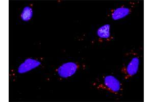 Proximity Ligation Analysis of protein-protein interactions between BDNF and NTF4. (Neurotrophin 4 antibody  (AA 1-210))