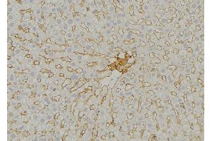 ABIN6279542 at 1/100 staining Mouse liver tissue by IHC-P. (IMMP2L antibody  (Internal Region))