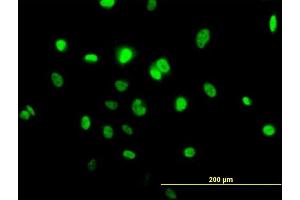Immunofluorescence of purified MaxPab antibody to TOB1 on HeLa cell. (Protein Tob1 (TOB1) (AA 1-345) antibody)