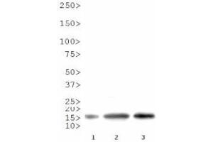 Western Blot of Rabbit Anti-Histone H3 [Asym-dimethyl Arg8] Antibody.