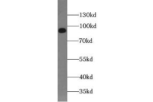 Western blot analysis of HeLa cells subjected to SDS-PAGE, using SUN1 antibody. (SUN1 antibody  (AA 4-257))