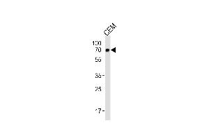 GBP2 Antibody (Center) (ABIN1881366 and ABIN2843448) western blot analysis in CEM cell line lysates (35 μg/lane). (GBP2 antibody  (AA 192-220))