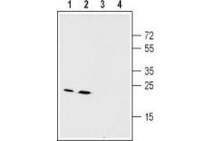 Western blot analysis of mouse (lanes 1 and 3) and rat (lanes 2 and 4) liver membranes: - 1,2. (GJB2 antibody  (Intracellular))