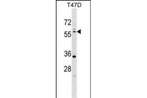 STK11 Antibody (I29) (ABIN391350 and ABIN2841371) western blot analysis in T47D cell line lysates (35 μg/lane).