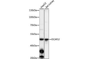 Western blot analysis of extracts of various cell lines, using DC antibody (ABIN7266681) at 1:1000 dilution. (DCAF12 antibody  (AA 1-85))