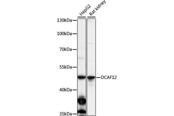DCAF12 Antikörper  (AA 1-85)