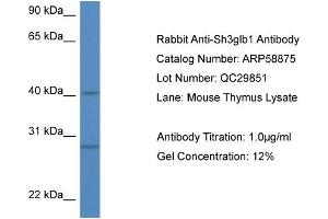 Western Blotting (WB) image for anti-SH3-Domain GRB2-Like Endophilin B1 (SH3GLB1) (N-Term) antibody (ABIN786016) (SH3GLB1 antibody  (N-Term))