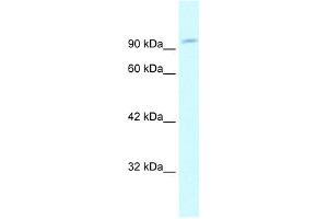 WB Suggested Anti-GRIP1 Antibody Titration:  1. (GRIP1 antibody  (N-Term))