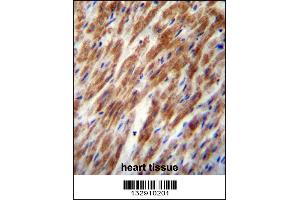 CHI3L2 Antibody immunohistochemistry analysis in formalin fixed and paraffin embedded human heart tissue followed by peroxidase conjugation of the secondary antibody and DAB staining. (CHI3L2 antibody  (N-Term))
