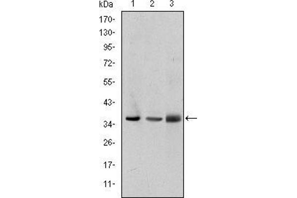 LIMS1 antibody