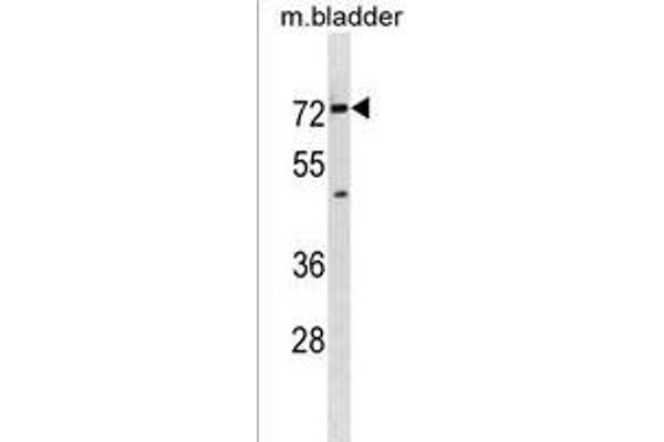 SLC5A8 antibody  (C-Term)