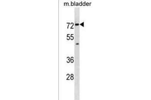 Mouse Slc5a8 Antibody (C-term) (ABIN1881812 and ABIN2838785) western blot analysis in mouse bladder tissue lysates (35 μg/lane). (SLC5A8 antibody  (C-Term))