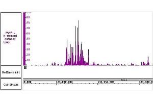 PARP-1 N-terminal antibody (pAb) antibody (rAb) tested by ChIP-Seq. (PARP1 antibody  (N-Term))