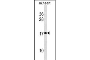 DL1 Antibody (N-term) 19848a western blot analysis in mouse heart tissue lysates (35 μg/lane). (DAPL1 antibody  (N-Term))