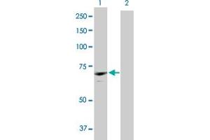 Western Blot analysis of CDC2L6 expression in transfected 293T cell line by CDC2L6 MaxPab polyclonal antibody. (CDK19 antibody  (AA 1-502))