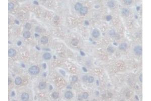 DAB staining on IHC-P; Samples: Mouse Liver Tissue (GFER antibody  (AA 13-198))