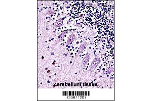 TRPC5 Antibody immunohistochemistry analysis in formalin fixed and paraffin embedded human cerebellum tissue followed by peroxidase conjugation of the secondary antibody and DAB staining. (TRPC5 antibody  (N-Term))