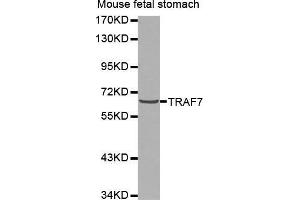 Western Blotting (WB) image for anti-TNF Receptor-Associated Factor 7 (TRAF7) antibody (ABIN3023478) (TRAF7 antibody)