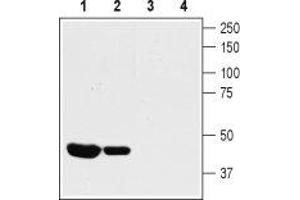 Western blot analysis of rat (lanes 1 and 3) and mouse (lanes 2 and 4) heart lysates: - 1,2. (KCNA10 antibody  (Intracellular, N-Term))