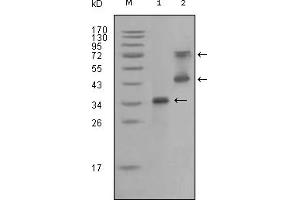 Western Blotting (WB) image for anti-Ret Proto-Oncogene (RET) (AA 896-1063) antibody (ABIN2464099) (Ret Proto-Oncogene antibody  (AA 896-1063))