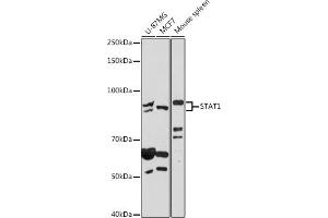 Western blot analysis of extracts of various cell lines, using ST antibody (ABIN6128749, ABIN6148564, ABIN6148566 and ABIN6215937) at 1:500 dilution. (STAT1 antibody  (AA 513-712))