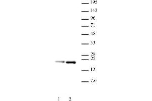 Histone H3. (Histone H3.1 antibody  (pSer28, Ser28))