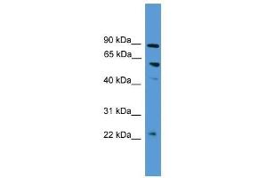 PDZK1 antibody used at 0. (PDZK1 antibody  (N-Term))