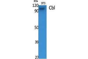 Western Blot (WB) analysis of specific cells using Cbl Polyclonal Antibody. (CBL antibody  (Ser207))