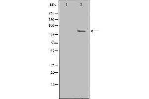 Western blot analysis of Mouse brain lysate, using SH2B1 Antibody. (SH2B1 antibody  (Internal Region))