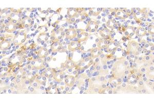 Detection of HBb in Mouse Kidney Tissue using Polyclonal Antibody to Hemoglobin Beta (HBb)