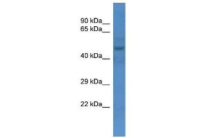 WB Suggested Anti-Slc16a3 Antibody   Titration: 1. (SLC16A3 antibody  (N-Term))