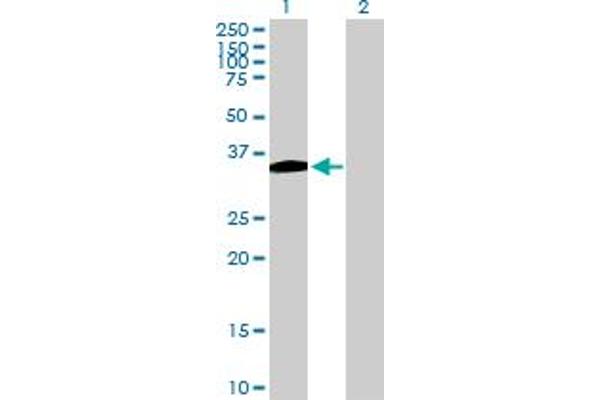 B4GALT7 antibody  (AA 1-327)