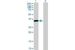 Western Blot analysis of B4GALT7 expression in transfected 293T cell line by B4GALT7 MaxPab polyclonal antibody.
