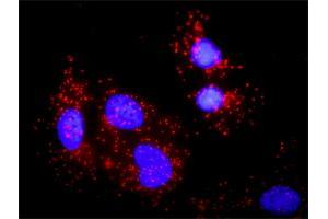 Proximity Ligation Analysis of protein-protein interactions between NCK1 and BLNK. (B-Cell Linker antibody  (AA 301-400))
