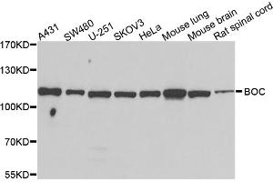 Western blot analysis of extracts of various cell lines, using BOC antibody (ABIN5974313) at 1/1000 dilution. (BOC antibody)