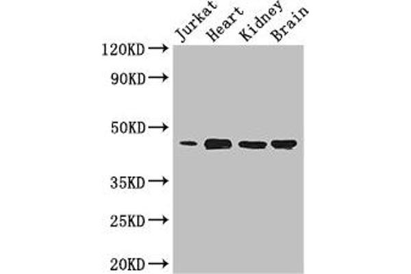 DOK2 Antikörper  (AA 123-412)