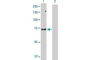 Western Blot analysis of SNX33 expression in transfected 293T cell line by SNX33 MaxPab polyclonal antibody. (SNX33 antibody  (AA 1-574))