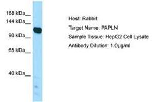 anti-Papilin, Proteoglycan-Like Sulfated Glycoprotein (PAPLN) (AA 921-970) antibody