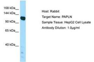 Image no. 1 for anti-Papilin, Proteoglycan-Like Sulfated Glycoprotein (PAPLN) (AA 921-970) antibody (ABIN6750032) (PAPLN antibody  (AA 921-970))