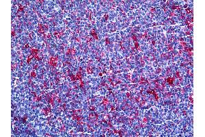 Anti-Gelsolin antibody IHC of human tonsil. (Gelsolin antibody  (AA 673-783))