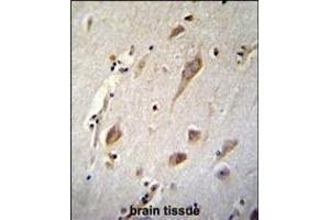 NXNL2 Antibody (Center) (ABIN654522 and ABIN2844244) immunohistochemistry analysis in formalin fixed and paraffin embedded human brain tissue followed by peroxidase conjugation of the secondary antibody and DAB staining. (NXNL2 antibody  (AA 80-108))