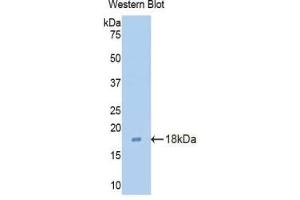 Detection of Recombinant CLDN3, Mouse using Polyclonal Antibody to Claudin 3 (CLDN3) (Claudin 3 antibody  (AA 30-159))