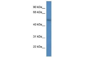 Western Blot showing FBXW9 antibody used at a concentration of 1. (FBXW9 antibody  (C-Term))
