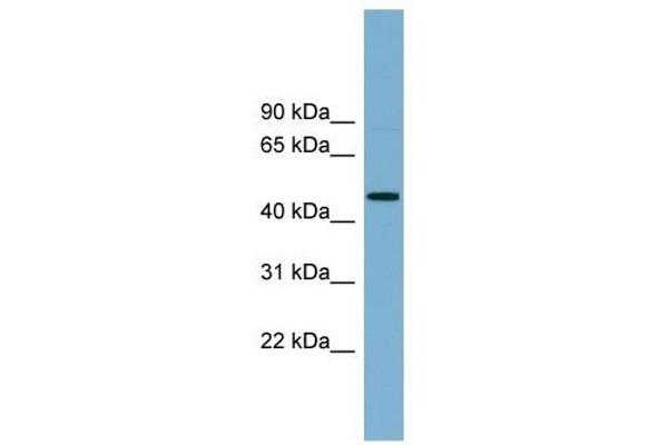 RNF44 antibody  (N-Term)