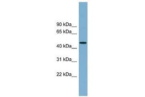RNF44 antibody used at 1 ug/ml to detect target protein. (RNF44 antibody  (N-Term))