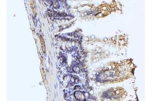 ABIN6279714 at 1/100 staining Mouse colon tissue by IHC-P. (RASSF3 antibody  (Internal Region))